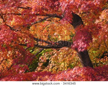 Rot-gelb-Baum