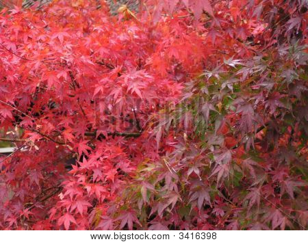 Autumn_Colors2