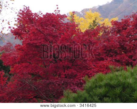 Yellow_Red_Green