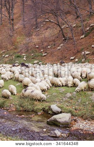 Flock Of Sheep And Donkeys On The Bank Of The River Near The Autumn Beech Forest
