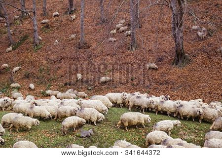 Flock Of Sheep And Donkeys On The Bank Of The River Near The Autumn Beech Forest