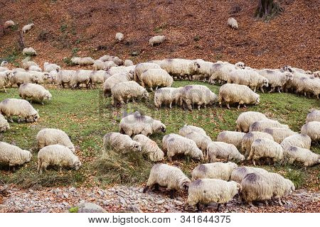 Flock Of Sheep And Donkeys On The Bank Of The River Near The Autumn Beech Forest