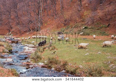 Flock Of Sheep And Donkeys On The Bank Of The River Near The Autumn Beech Forest