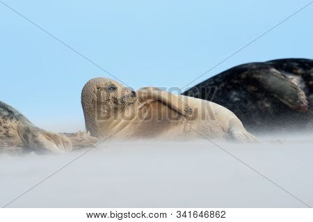 Atlantic Grey Seal Pup (halichoerus Grypus) In A Wind Storm On A Sandy Beach