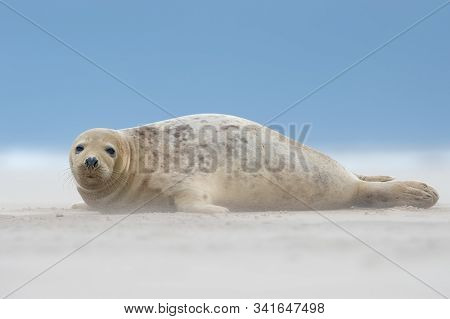 Atlantic Grey Seal Pup (halichoerus Grypus) In A Wind Storm On A Sandy Beach
