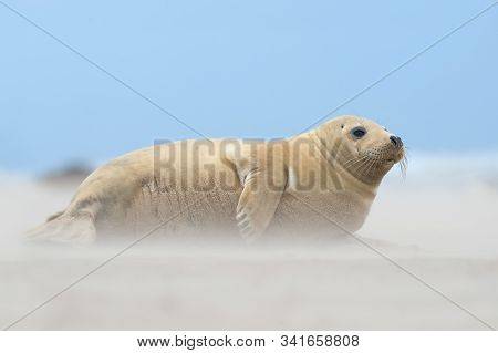 Atlantic Grey Seal Pup (halichoerus Grypus) In A Wind Storm On A Sandy Beach