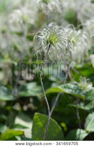Clematis Hendersonii - Latin Name - Clematis Integrifolia Hendersonii