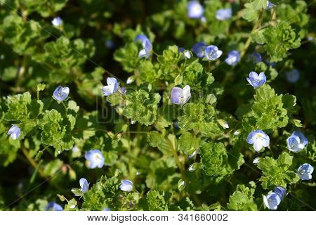Birdeye Speedwell - Latin Name - Veronica Persica