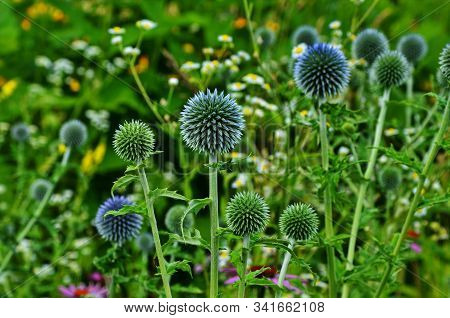 Globe Thistle Thornbush Flower Head