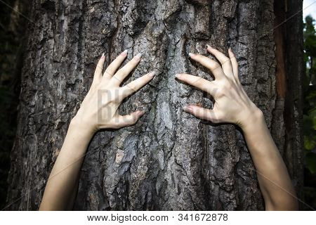 The Hands Move On The Tree. A Long Hands With Nails. Can Use In Horror.