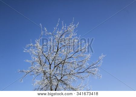 A Snowy Trees In The Blue Sky. Sunny Day