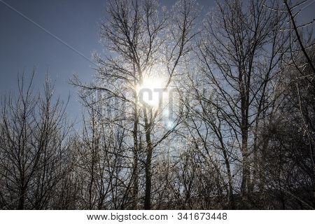 A Luminous Sun Make A Light Through Tree Branches. God Light. Winter