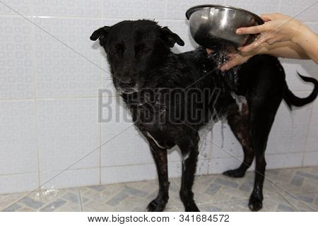 Black Dogs Are Bathing By The Owner, Which Has A Very Distressing Face.