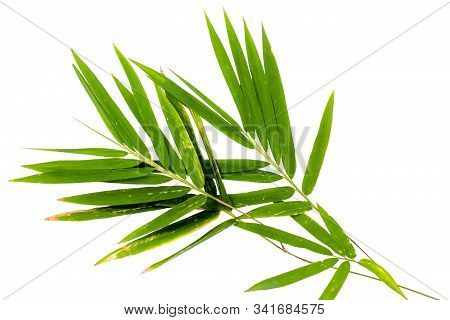 Bamboo Leaves With Sunburns On A White Background
