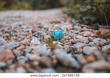 Small Pretty Brocken Bird Egg Shell On Forest Ground, New Zealand