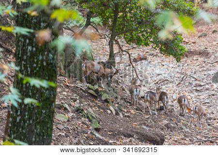 Wild moufflon in Cyprus forest