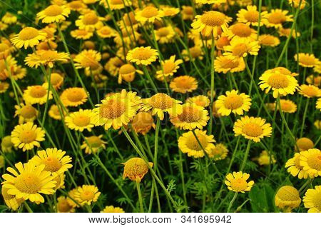 Yellow Flowers Of Cota Tinctoria Plants
