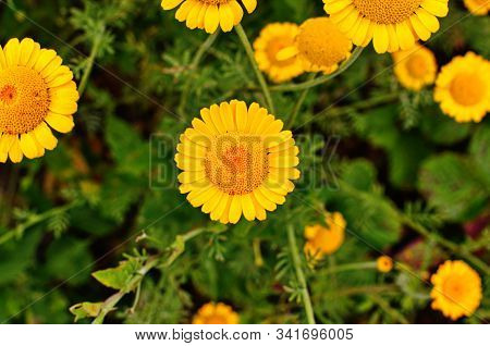 Yellow Flowers Of Cota Tinctoria Plants
