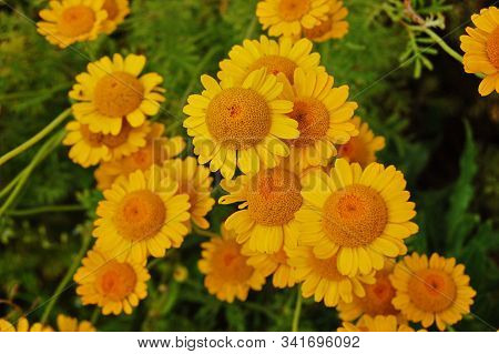 Yellow Flowers Of Cota Tinctoria Plants