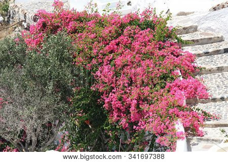 Bush With Red Flowers Near The Stone Stairs
