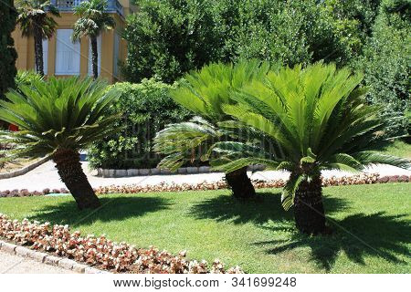 Beautiful Green Plants In The Small Park
