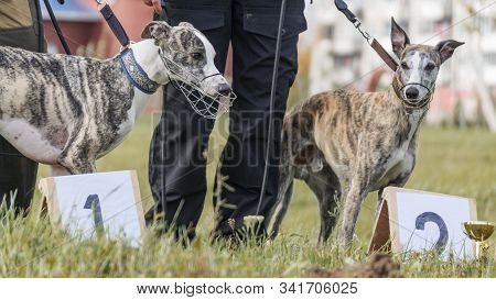 Dog Sport. Two Whippets Who Won The Competition For Coursing, Running For A Mechanical Hare. Animal 