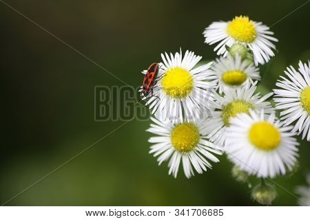 Beetle (bedbug Soldier) Sitting On A Flower (annual Small-leaved), Close-up. Can Be Used As Backgrou