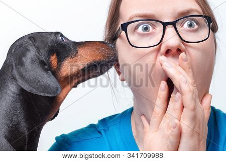 Funny Dachshund Whispering Gossips Or Secret Right To The Ear Of Young Woman With Big Eyes. Horrible