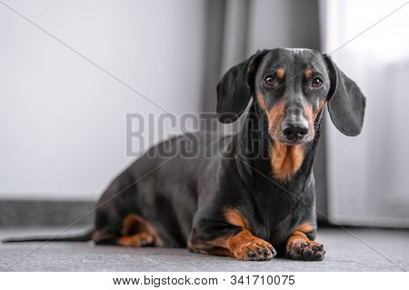 Cute Black And Tan Dachshund Lies In Front Of The Window, White Background, Pretty Dog Look.