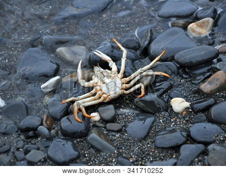 Overturned White Crab On Black Rocks On The Beach