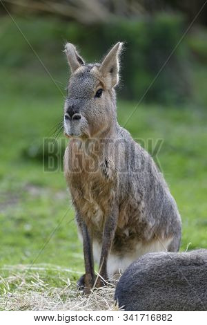 Patagonian Mara - Dolichotis Patagonum 
Large Rodent From Argentina
