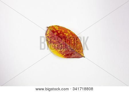 Isolated Crepe Myrtle Lef In Fall Colors Of Yellows And Reds Having Fallen From The Tree And Drying 
