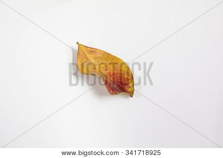 Isolated Crepe Myrtle Lef In Fall Colors Of Yellows And Reds Having Fallen From The Tree And Drying 