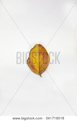 Isolated Crepe Myrtle Lef In Fall Colors Of Yellows And Reds Having Fallen From The Tree And Drying 