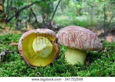 Two Beautiful Specimen Butyriboletus Regius (formerly Boletus Regius), Commonly Known As The Royal B