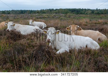 Herd Of Beige Cows And Bulls Resting On Moorland In Kempen Forest, Brabant, Netherlands