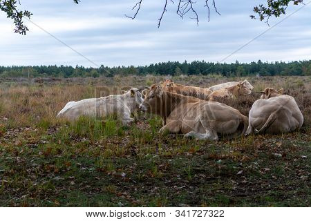 Herd Of Beige Cows And Bulls Resting On Moorland In Kempen Forest, Brabant, Netherlands