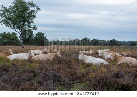 Herd Of Beige Cows And Bulls Resting On Moorland In Kempen Forest, Brabant, Netherlands Is Autumn