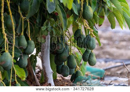 Cultivation Of Tasty Hass Avocado Trees, Organic Avocado Plantations In Costa Tropical, Andalusia, S