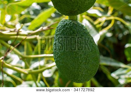 Cultivation Of Tasty Hass Avocado Trees, Organic Avocado Plantations In Costa Tropical, Andalusia, S