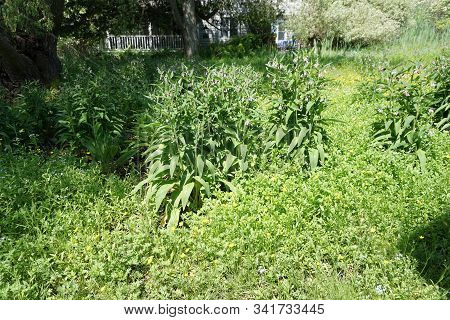 Common Comfrey Plants [symphytum Officinale], Also Called True Comfrey, Bloom Among Creeping Butterc