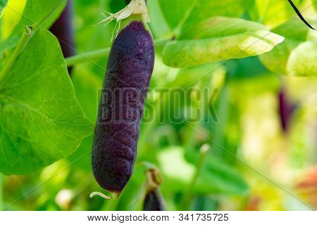 Ripe English Garden Peas Plant, Pea Pod Blauwschokkers, Close Up