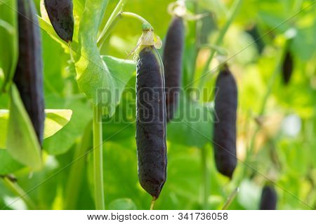 Ripe English Garden Peas Plant, Pea Pods Blauwschokkers, Close Up