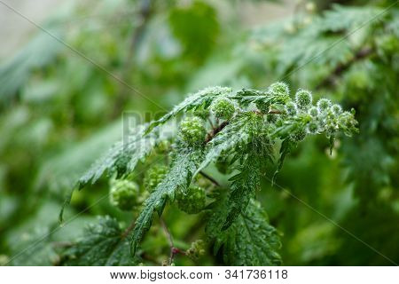 Urtica Pilulifera Or Roman Nettle Green Plant Flowering With Small Balls In Spring Season