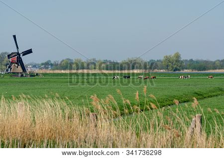 View On Traditional Dutch Wind Mill And Cows On Green Pasture, Spring Landscape In North Holland, Th