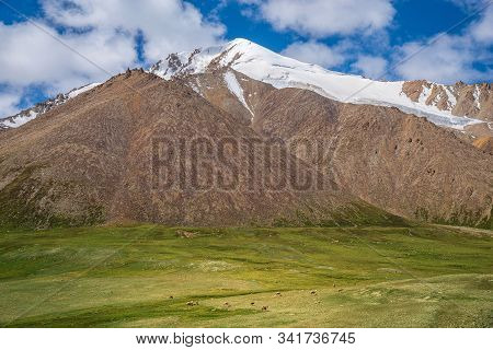Majestic Snow Capped Mountains Or Glacier Landscape With Camels Grazing On Green Alpine Meadows Unde
