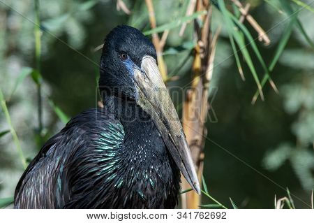 The African Openbill (anastomus Lamelligerus) Is A Species Of Stork In The Family Ciconiidae Standin