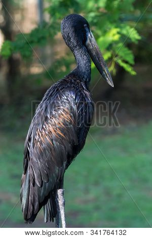 The African Openbill (anastomus Lamelligerus) Is A Species Of Stork In The Family Ciconiidae Standin