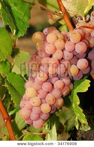 Gewurztraminer