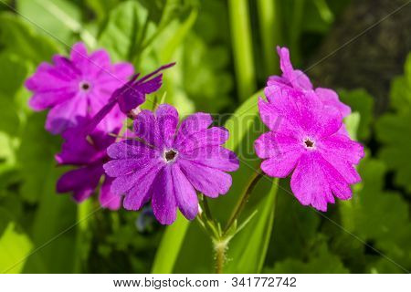 Lilac Flowers Of A Primrose Close Up Against A Background Of A Green Grass